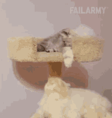 Fell Epic Fail GIF - Fell Epic Fail Cat GIFs