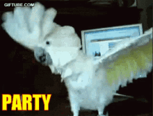 headbang cockatoo party hard shake pet