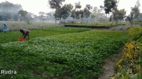 Farming Planting GIF - Farming Planting Watering - Discover & Share GIFs