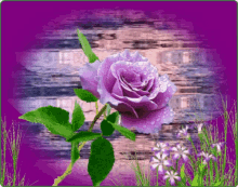 Floral Flowers GIF - Floral Flowers Water GIFs