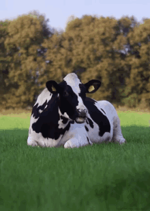Idc GIF - Idontcare Cow Cowdontcare GIFs