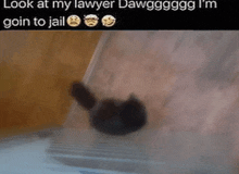 Look At My Lawyer Cat Silly GIF - Look At My Lawyer Cat Lawyer Cat GIFs