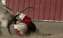 santa reindeer fighting fail pain