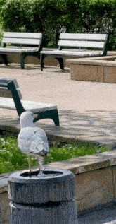 a seagull standing on a trash can in a park with benches in the background