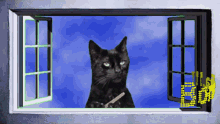 gatinho na janela gatinho radio na janela gato gato bomndia