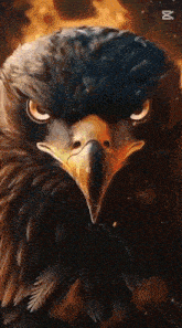 a close up of a bald eagle 's face with a fire background .