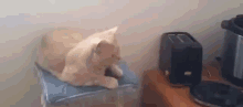 Jack-in-the-box: Cat Edition GIF - Toaster Kitten Cat GIFs