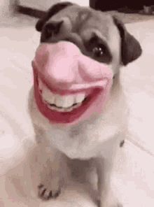 Personabey Pug GIF - Personabey Pug Smiling GIFs