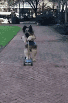 Scooter Pup! GIF - Dog Scooter GIFs
