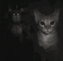 Freddy F Cat GIF - Freddy F Cat Five Ni GIFs