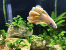 Fish Angerfish GIF - Fish Angerfish Betta GIFs