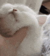 a close up of a person holding a white cat 's face .