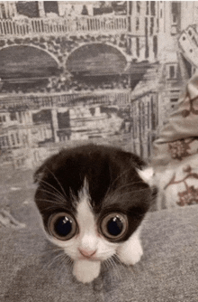 Big Eyes Cat GIF - Big Eyes Cat Goofy GIFs