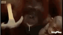 Hammer Orangutan GIF