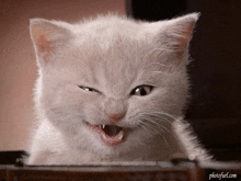 Comedy Cat GIF - Comedy Cat GIFs
