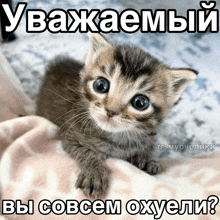 a kitten is laying on a pink blanket with a caption in russian