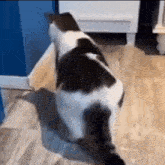Dancing Cat Cat Dance GIF - Dancing Cat Cat Dance Cat GIFs