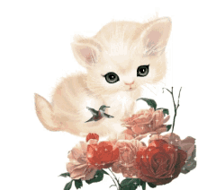 cutie kitten flowers