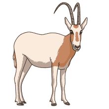 antelope oryx scimitar horned oryx