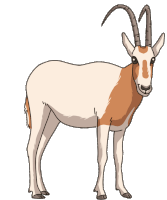 Antelope Oryx Sticker