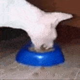 Gato Gato Comiendo GIF - Gato Gato Comiendo Aliennugget688 GIFs