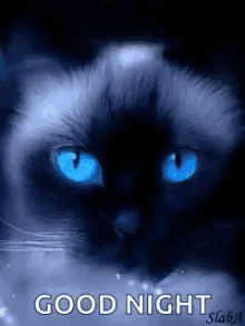 Cat Pet GIF - Cat Pet Animal GIFs
