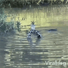 Snakes Fighting Viralhog GIF - Snakes Fighting Viralhog Snakes Twisting Together GIFs