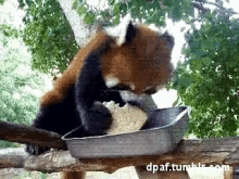 Red Panda GIF - Red Panda Cute GIFs