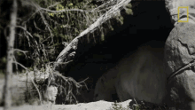 Resting Secrets Of The Zoo GIF - Resting Secrets Of The Zoo Hiding GIFs