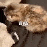 Death Cat GIF - Death Cat Falls Over GIFs