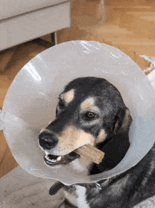 a dog wearing a plastic cone around its neck is chewing on a stick