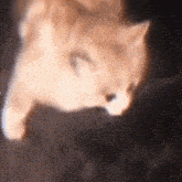 Strong Cat GIF