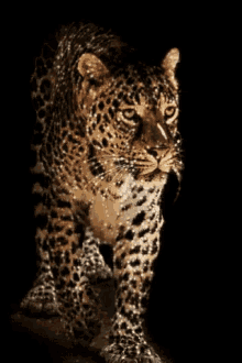 glitter panther sparkle cat shiny kitten lustrous leopard