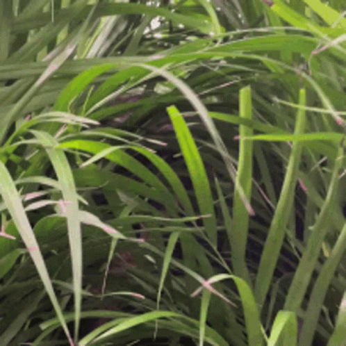 GIF weeds doug andy - animated GIF on GIFER - by Kazragore