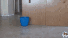 Funny Animals Dog GIF - Funny Animals Dog Cleaning GIFs