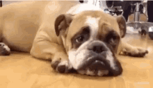 Whats Dogs GIF - Whats Dogs GIFs