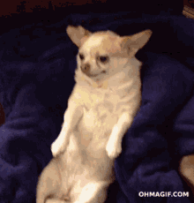 Chihuahua Dog GIF
