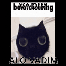 Vadym Vadim GIF - Vadym Vadim Alo Vadim GIFs