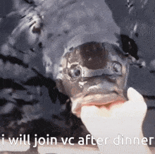 Fish Join Vc GIF