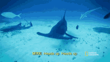 Heads Up Can Sharks Detect Magnetic Fields GIF - Heads Up Can Sharks Detect Magnetic Fields Sixth Sense GIFs