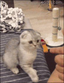Cat I Cant Even GIF - Cat I Cant Even Im Dead GIFs