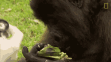 eating protecting orphaned gorillas mission critical baby gorilla hungry