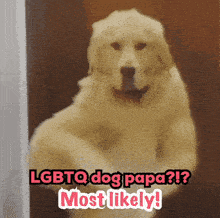 a picture of a dog with the words lgbtq dog papa most likely above it