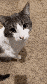 Cat Cat Meme GIF - Cat Cat Meme Herculescat GIFs