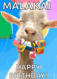 a goat with balloons in its mouth says malakai happy birthday !