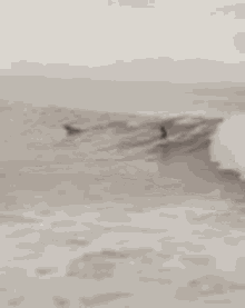 Surfing Best Wave GIF - Surfing Best Wave Dolphin GIFs