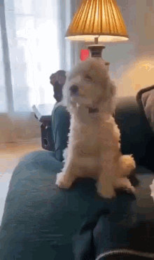 GIF