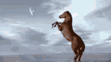 Horse Dove GIF - Horse Dove Playing GIFs