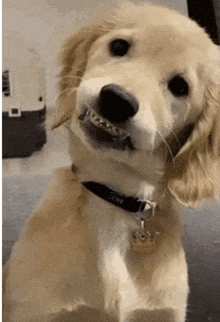 a close up of a dog with a collar that says dog