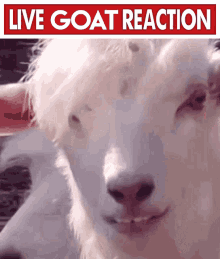 Reaction Goat GIF - Reaction Goat Live GIFs